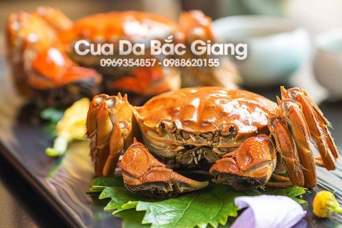 Thời điểm vàng thưởng thức Cua Da đầu vụ 2025.