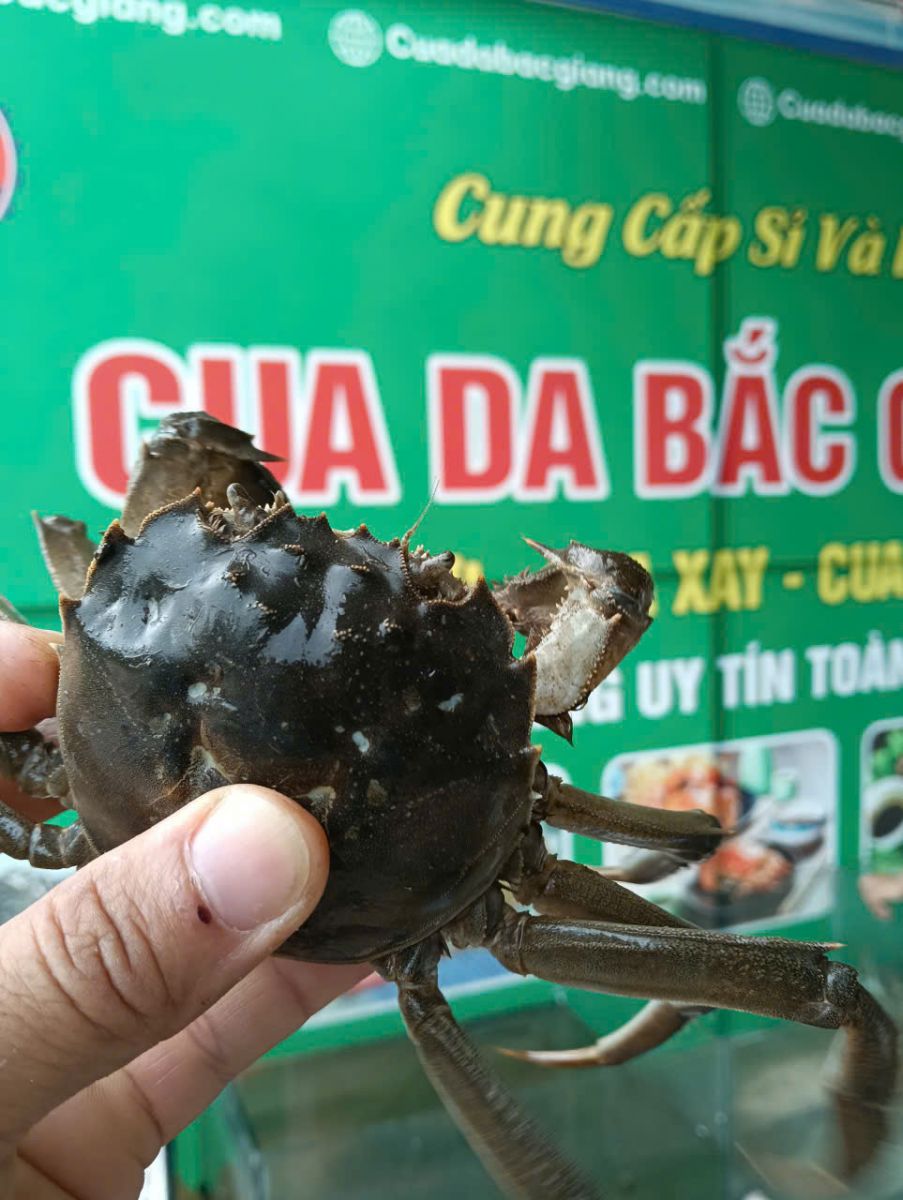 -cua-da-bac-giang