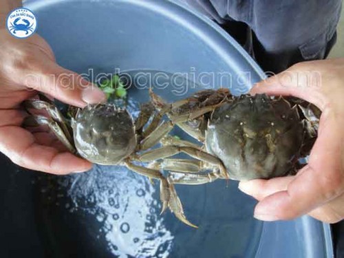 Cua Da Bắc Giang hiện tại có nuôi được không?