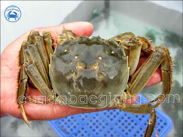 cua da đực với lớp lông bám phủ 2 càng rất to