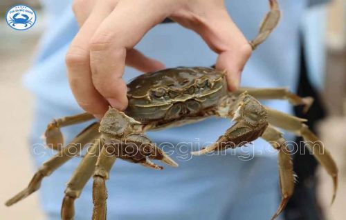 Cách bảo quản Cua Da đơn giản hiệu quả khi đem về nhà