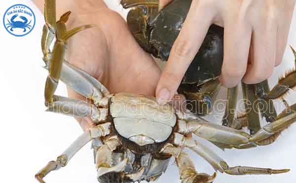 cua da cái - có yếm to. chân dài nhiều lông