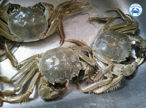 Cua Da Bắc Giang đầu tháng 10 đã ngon chưa?