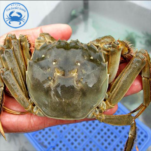 CUA DA ĐỰC SIZE 5 - 6 CON/KG