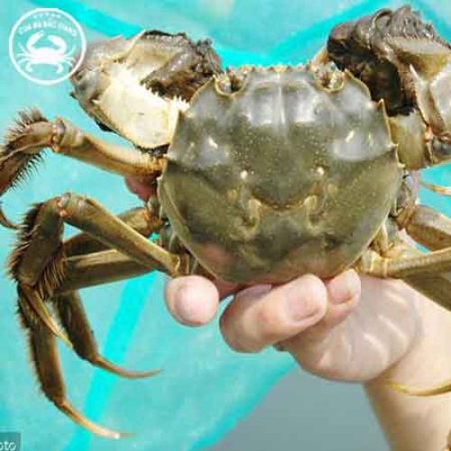 CUA DA ĐỰC SIZE 3-4 CON/KG