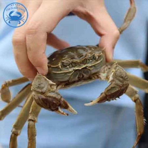 CUA DA CÁI SIZE 5-6 CON/KG