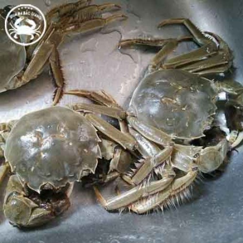 CUA CÁI SIZE 9-10 CON/KG